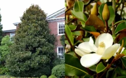 Brackens Brown Beauty Magnolia - 5 Gallon Pot -OLALA Plant Shop Magnolia Brackens Brown Beauty 1 4