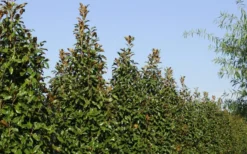 Brackens Brown Beauty Magnolia - 7 Gallon Pot (4-5') -OLALA Plant Shop Magnolia Brackens Brown Beauty 6 5