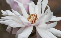 Centennial Star Magnolia - 1 Gallon Pot 13 Centennial Star Magnolia - 1 Gallon Pot -OLALA Plant Shop Magnolia Centennial 10