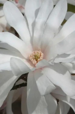 Centennial Star Magnolia - 1 Gallon Pot 14 Centennial Star Magnolia - 1 Gallon Pot -OLALA Plant Shop Magnolia Centennial 11