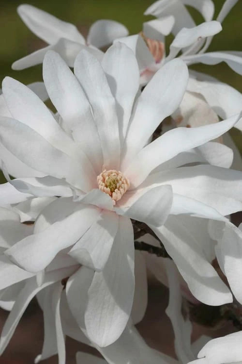 Centennial Star Magnolia - 3 Gallon Pot 1 Centennial Star Magnolia - 3 Gallon Pot