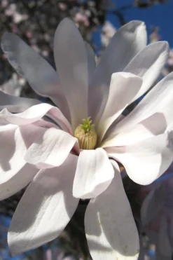 Centennial Star Magnolia - 3 Gallon Pot 15 Centennial Star Magnolia - 3 Gallon Pot -OLALA Plant Shop Magnolia Centennial 13 1