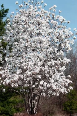 Centennial Star Magnolia - 3 Gallon Pot 11 Centennial Star Magnolia - 3 Gallon Pot -OLALA Plant Shop Magnolia Centennial 19 1