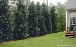 Claudia Wannamaker Southern Magnolia - 3 Gallon Pot -OLALA Plant Shop Magnolia Claudia Wannamaker 2 2