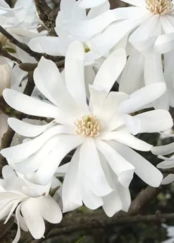 Royal Star Magnolia - 1 Gallon Pot -OLALA Plant Shop Magnolia Royal Star 10