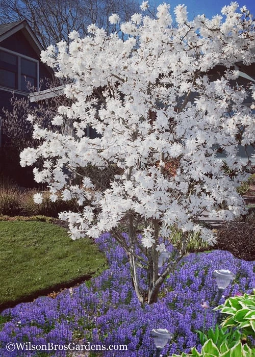 Royal Star Magnolia - 2 Gallon Pot 4 Royal Star Magnolia - 2 Gallon Pot - Image 4