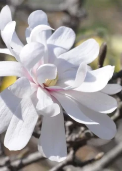 Royal Star Magnolia - 3 Gallon Pot