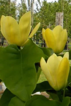 Yellow Bird Magnolia Tulip Tree - 3 Gallon Pot 19 Yellow Bird Magnolia Tulip Tree - 3 Gallon Pot -OLALA Plant Shop Magnolia Yellow Bird 10 1