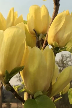 Yellow Bird Magnolia Tulip Tree - 1 Gallon Pot -OLALA Plant Shop Magnolia Yellow Bird 14