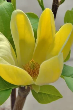 Yellow Bird Magnolia Tulip Tree - 3 Gallon Pot 15 Yellow Bird Magnolia Tulip Tree - 3 Gallon Pot -OLALA Plant Shop Magnolia Yellow Bird 16 1