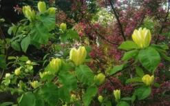 Yellow Bird Magnolia Tulip Tree - 3 Gallon Pot 16 Yellow Bird Magnolia Tulip Tree - 3 Gallon Pot -OLALA Plant Shop Magnolia Yellow Bird 18 1