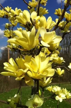 Yellow Bird Magnolia Tulip Tree - 3 Gallon Pot 17 Yellow Bird Magnolia Tulip Tree - 3 Gallon Pot -OLALA Plant Shop Magnolia Yellow Bird 32 1