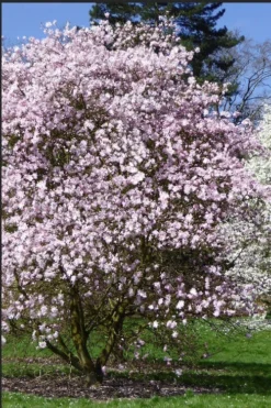 Centennial Blush Star Magnolia - 3 Gallon Pot -OLALA Plant Shop Magnolia stellata centennial blush 2