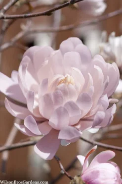 Centennial Blush Star Magnolia - 3 Gallon Pot