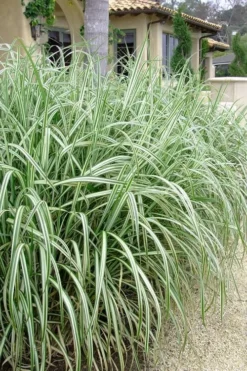 Variegated Maiden Grass - Miscanthus Sinensis 'Variegatus' - 1 Gallon Pot