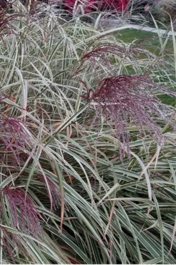 Variegated Maiden Grass - Miscanthus Sinensis 'Variegatus' - 1 Gallon Pot -OLALA Plant Shop Maiden Grass Variegated 12 2