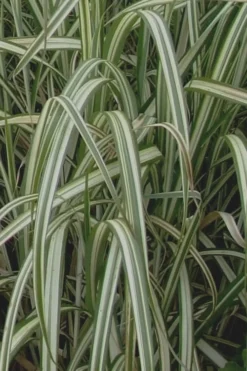 Variegated Maiden Grass - Miscanthus Sinensis 'Variegatus' - 3 Gallon Pot -OLALA Plant Shop Maiden Grass Variegated 13 1