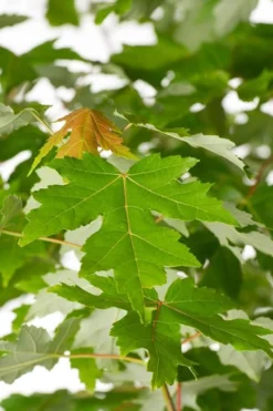 Autumn Blaze Maple - 2 Gallon Pot -OLALA Plant Shop Maple Autumn Blaze Green Leaves 500x700 1