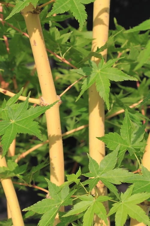 Bihou Yellow Bark Japanese Maple - 1 Gallon Pot 1 Bihou Yellow Bark Japanese Maple - 1 Gallon Pot