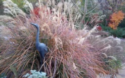 Adagio Dwarf Maiden Grass - Miscanthus Sinensis - 3 Gallon Pot -OLALA Plant Shop Miscanthus Adagio Fall Foliage Color 1