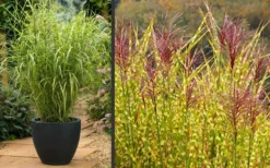 Gold Breeze Zebra Grass (Miscanthus) - 1 Gallon Pot -OLALA Plant Shop Miscanthus Gold Breeze Flowers