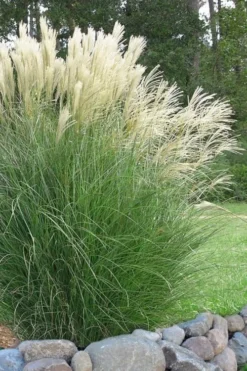 Maiden Grass - Miscanthus Sinensis 'Gracillimus' - 3 Gallon Pot