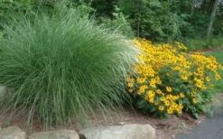 Maiden Grass - Miscanthus Sinensis 'Gracillimus' - 6 Pack Of 1 Gallon Pots -OLALA Plant Shop Miscanthus Gracillimus With Rudbeckia