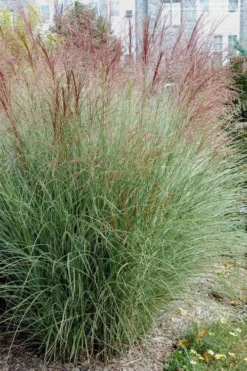 Morning Light Maiden Grass - Miscanthus Sinensis - 3 Gallon Pot 7 Morning Light Maiden Grass - Miscanthus Sinensis - 3 Gallon Pot -OLALA Plant Shop Miscanthus Morning Light 1
