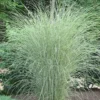 Morning Light Maiden Grass - Miscanthus Sinensis - 6 Pack Of 1 Gallon Pots