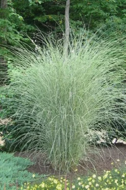 Morning Light Maiden Grass - Miscanthus Sinensis - 1 Gallon Pot
