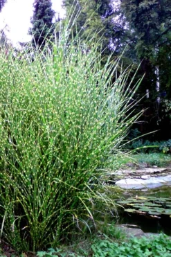 Porcupine Zebra Grass (Miscanthus Sinensis 'Strictus') - 3 Gallon Pot -OLALA Plant Shop Miscanthus Porcupine Grass 14