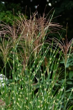 Porcupine Zebra Grass (Miscanthus Sinensis 'Strictus') - 3 Gallon Pot -OLALA Plant Shop Miscanthus Porcupine Grass 5