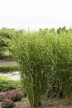 Porcupine Zebra Grass (Miscanthus Sinensis 'Strictus') - 3 Gallon Pot -OLALA Plant Shop Miscanthus Porcupine Grass 9