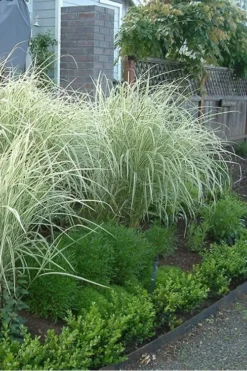 Variegated Maiden Grass - Miscanthus Sinensis 'Variegatus' - 3 Gallon Pot