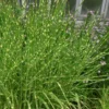 Zebra Grass - Miscanthus Sinensis 'Zebrinus' - 1 Gallon Pot