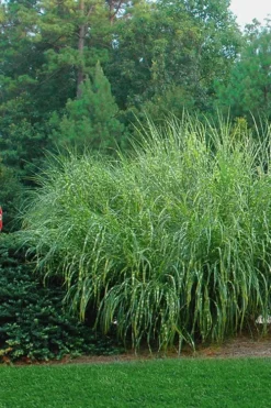 Zebra Grass - Miscanthus Sinensis 'Zebrinus' - 1 Gallon Pot -OLALA Plant Shop Miscanthus Zebra Grass 14 1