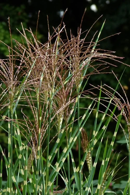 Zebra Grass - Miscanthus Sinensis 'Zebrinus' - 6 Pack Of 1 Gallon Pots 6 Zebra Grass - Miscanthus Sinensis 'Zebrinus' - 6 Pack Of 1 Gallon Pots - Image 6