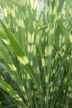 Zebra Grass - Miscanthus Sinensis 'Zebrinus' - 1 Gallon Pot -OLALA Plant Shop Miscanthus Zebra Grass 500x750 2