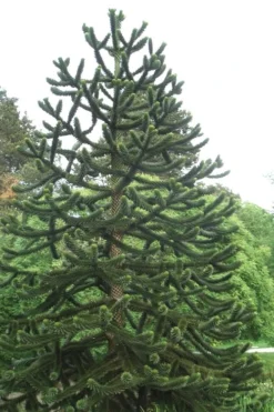 Monkey Puzzle Tree (Araucaria Auracana) - 1 Gallon Pot -OLALA Plant Shop Monkey Puzzle Tree 2 2