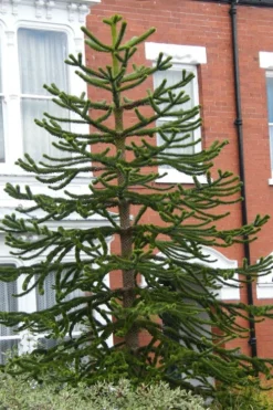 Monkey Puzzle Tree - Araucaria Auracana - 5 Gallon Pot -OLALA Plant Shop Monkey Puzzle Tree 3 3
