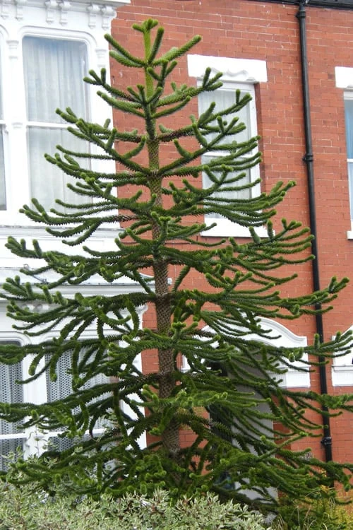 Monkey Puzzle Tree - Araucaria Auracana - 2 Gallon Pot 4 Monkey Puzzle Tree - Araucaria Auracana - 2 Gallon Pot - Image 4