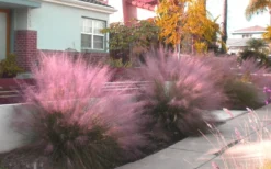 Pink Muhly Grass (Cotton Candy Grass) - 1 Gallon Pot (On Sale) -OLALA Plant Shop Muhly Grass Pink 112