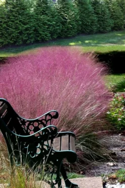 Pink Muhly Grass - Cotton Candy Grass - 1 Gallon Pot -OLALA Plant Shop Muhly Grass Pink 200 2