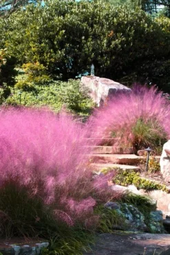 Pink Muhly Grass - Cotton Candy Grass - 1 Gallon Pot -OLALA Plant Shop Muhly Grass Pink 202 2