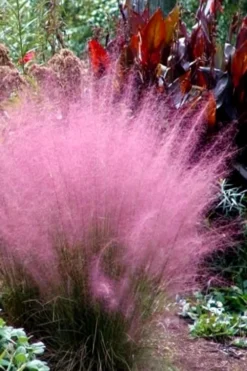 Pink Muhly Grass (Cotton Candy Grass) - 1 Gallon Pot (On Sale) -OLALA Plant Shop Muhly Grass Pink 204