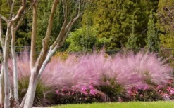Pink Muhly Grass - Cotton Candy Grass - 1 Gallon Pot -OLALA Plant Shop Muhly Grass Pink 76 1