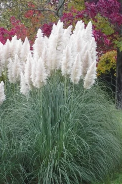 White Pampas Grass - 3 Gallon Pot 14 White Pampas Grass - 3 Gallon Pot -OLALA Plant Shop Pampas Grass White 11