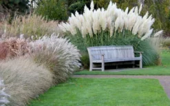 White Pampas Grass - 3 Gallon Pot 15 White Pampas Grass - 3 Gallon Pot -OLALA Plant Shop Pampas Grass White 6