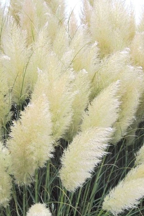 White Pampas Grass - 1 Gallon Pot 1 White Pampas Grass - 1 Gallon Pot