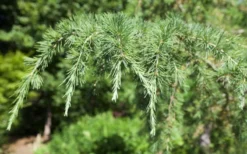 Deodar Cedar - 5 Gallon Pot (3-4') 13 Deodar Cedar - 5 Gallon Pot (3-4') -OLALA Plant Shop Picture Cedar Deodara 2 5